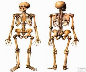 Puzzle Ανθρώπινος σκελετός